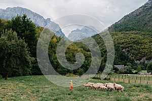 Cute little boy with a sheeps on farm, best friends, boy and lamb against the backdrop of greenery, poddy and child on