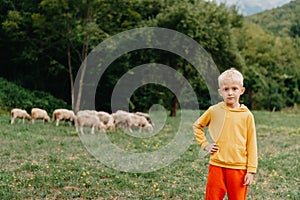 Cute little boy with a sheeps on farm, best friends, boy and lamb against the backdrop of greenery