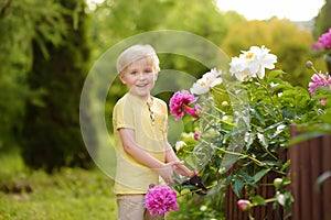 Cute little boy working with secateur in domestic garden