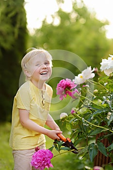 Cute little boy working with secateur in domestic garden