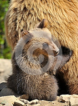 Cute little brown bear cub hiding behind mother bear