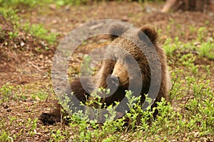 Cute little brown bear cub laying behind a bush