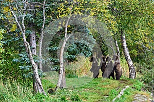 Cute little brown bear cubs with natal collars standing up alert on the side of the Brooks River waiting for mother bear, Katmai N