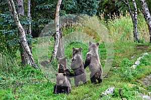 Cute little brown bear cubs with natal collars standing up alert on the side of the Brooks River waiting for mother bear, Katmai N