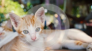 Cute little brown cat on blur bokeh