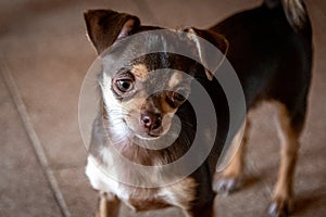 Cute little brown chihuahua dog looking at the front viewer quietly pensative