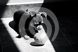 Cute little brown chihuahua dog looking sadly at his tennis ball toy while resting at sunlight in black and white