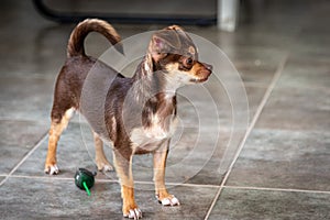 Cute little brown chihuahua dog playing and having fun with a mouse toy