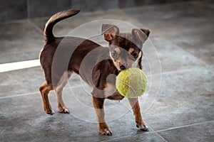 Cute little brown chihuahua dog playing and having fun with a tennis ball