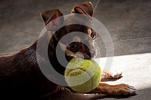 Cute little brown chihuahua dog playing and having fun with a tennis ball