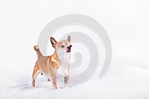 Cute little brown chihuahua with sceptic face looking overhead