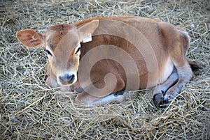 Cute little brown cow calf that sits in the straw