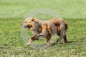 Cute little brown dog in a green field