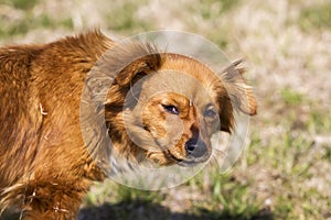 Cute little brown dog in a green field