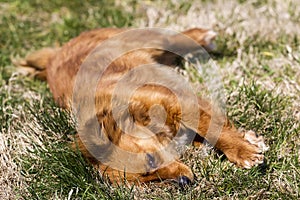 Cute little brown dog in a green field