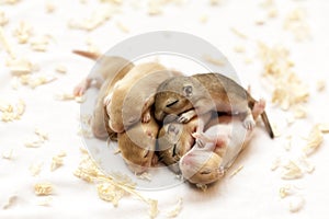 Cute little brown mice babies sleeping huddled together. Macro image