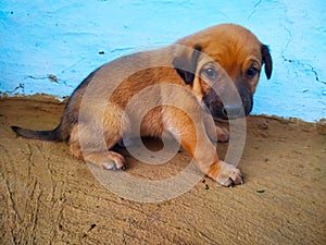 Cute little brown puppy dog on grey and blue background