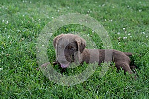 Cute little brown puppy dog playing outside in a sunny green field of grass