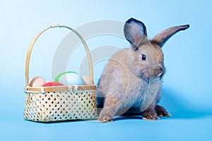 Cute little brown rabbit with colorful egg basket