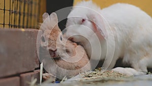 Cute little brown rabbit lie near wall with other then big white rabbit come to join and smell on its back