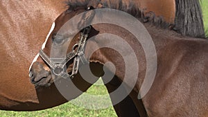 A cute little brown thoroughbred foal in a bridle perches on a green meadow with a mother horse in the rays of the evening summer