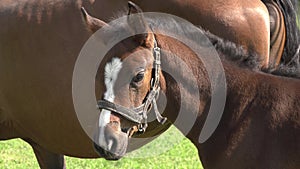 A cute little brown thoroughbred foal in a bridle perches on a green meadow with a mother horse in the rays of the evening summer