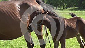 A cute little brown thoroughbred foal in a bridle perches on a green meadow with a mother horse in the rays of the evening summer