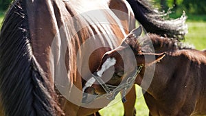 A cute little brown thoroughbred foal in bridle snuggles up to horses mother in rays of the evening summer sun on a green meadow.