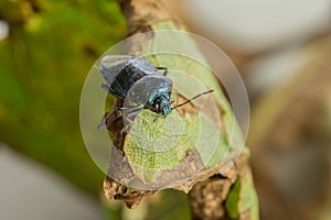 Cute little bug wandering on a rusted leaf macro shot