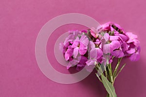 Cute little bunch of purple wallflower flowers on purple background . Vibrant nature flat lay image