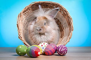 Cute little bunny in a basket with Easter eggs.