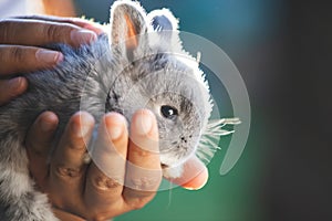 Cute bunny rabbit in hands