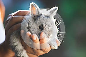 Cute little bunny rabbit in hands