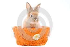 Cute little bunny sitting in a easter basket on a white