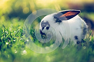 Cute little bunny is sitting in the green grass in the own garden. Idyllic evening sun