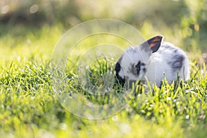 Cute little bunny is sitting in the green grass in the own garden. Idyllic evening sun