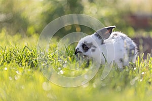 Cute little bunny is sitting in the green grass in the own garden. Idyllic evening sun