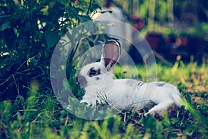 Cute little bunny is sitting in the green grass in the own garden. Idyllic evening sun