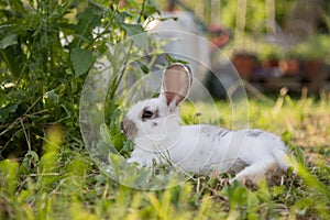 Cute little bunny is sitting in the green grass in the own garden. Idyllic evening sun