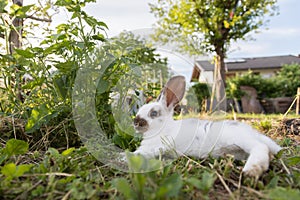 Cute little bunny is sitting in the green grass in the own garden. Idyllic evening sun