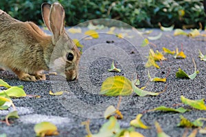 A cute little bunny sniffing the ground