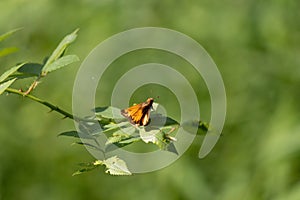 Cute little butterfly sitting on leaf