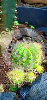 cute little cactus in pots in the home garden