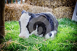 Cute little calf laying in grass