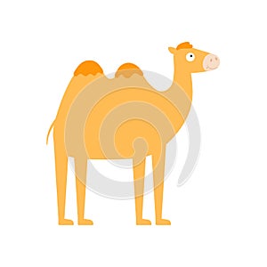 Cute little camel isolated. Cartoon animal character for kids cards, baby shower, invitation, poster, t-shirt, house decor. Vector