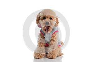 Cute little caniche dog wearing a hoodie and yawning photo