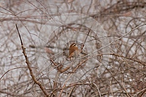 Cute little Carolina Wren perched in the bare branches of a tree. This little bird is a pretty brown with a strip over his eye.