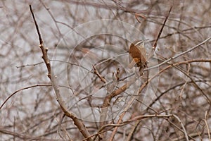 Cute little Carolina Wren perched in the bare branches of a tree. This little bird is a pretty brown with a strip over his eye.