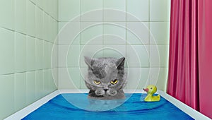 Cute little cat in the bath with duck toy