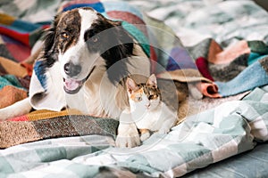 cute little cat and dog in bed at home